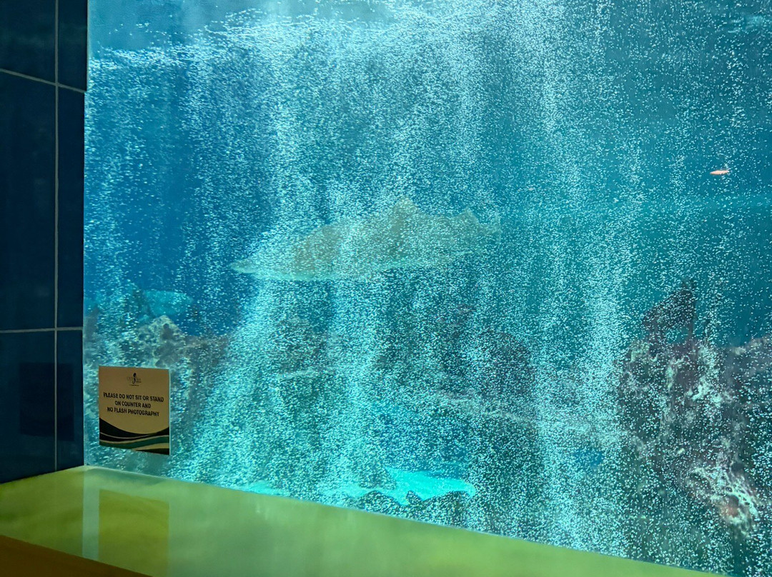 OdySea Aquarium-斯科茨代尔必去景点