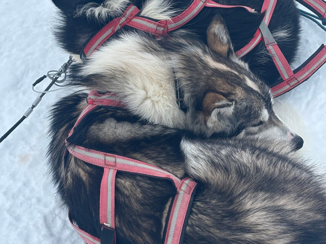 Petter Karlsson Sleddogs-Slussfors必去景点