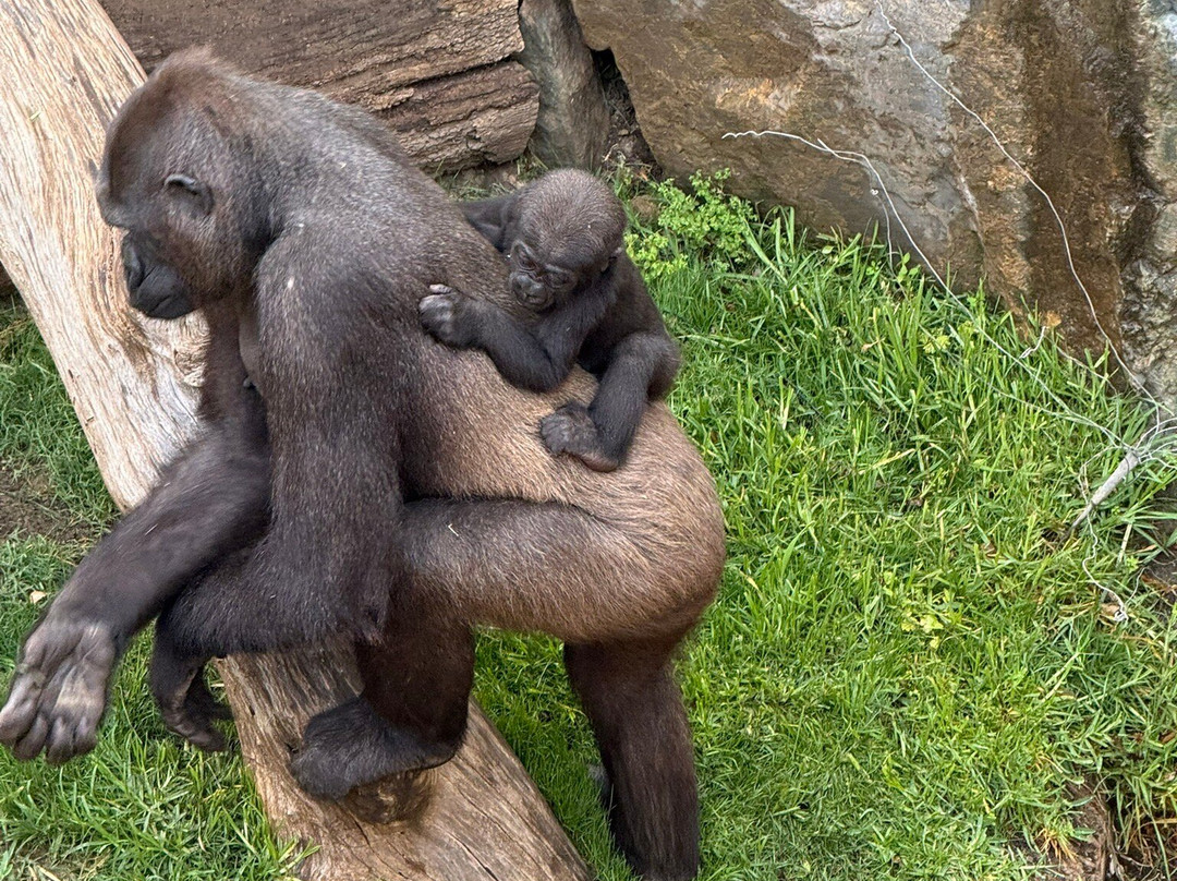 Bioparc Fuengirola-福恩吉罗拉必去景点