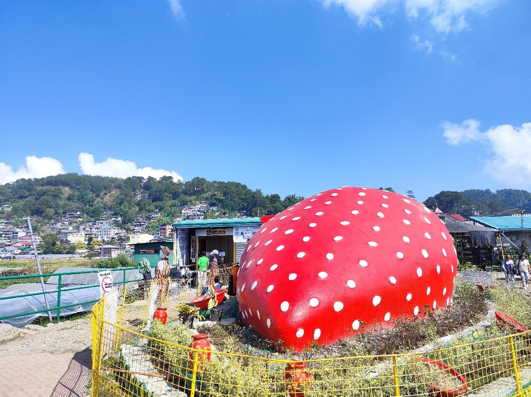 Strawberry Farm-La Trinidad必去景点