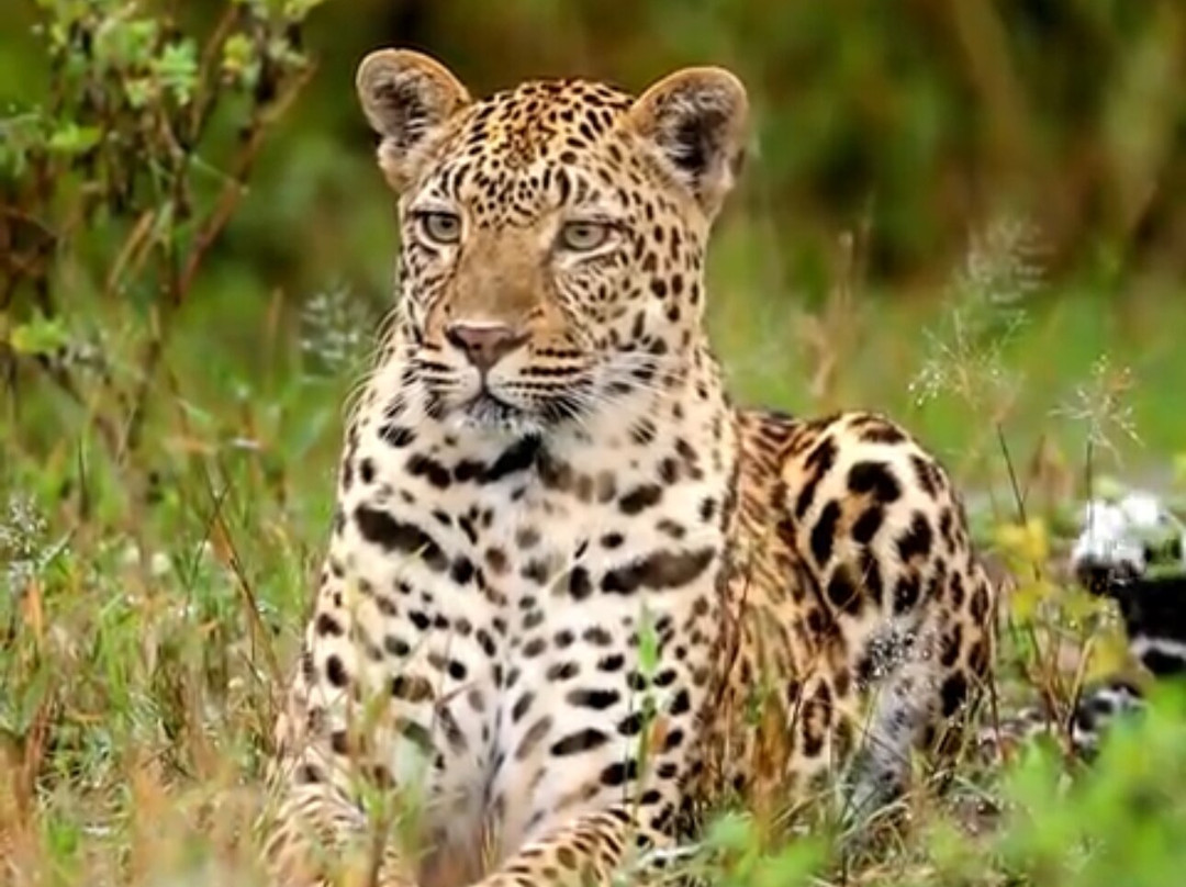 Africa Campsbay Tours-阿鲁沙必去景点