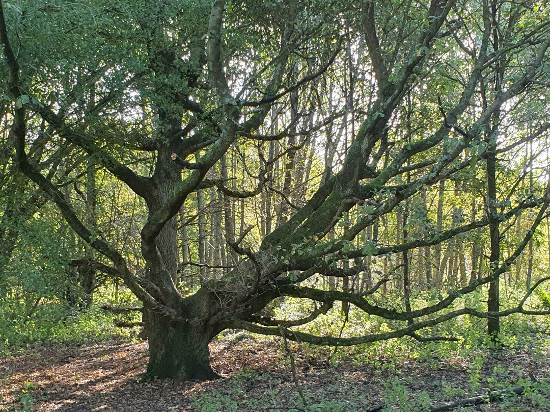 Little Marlow Lakes Country Park