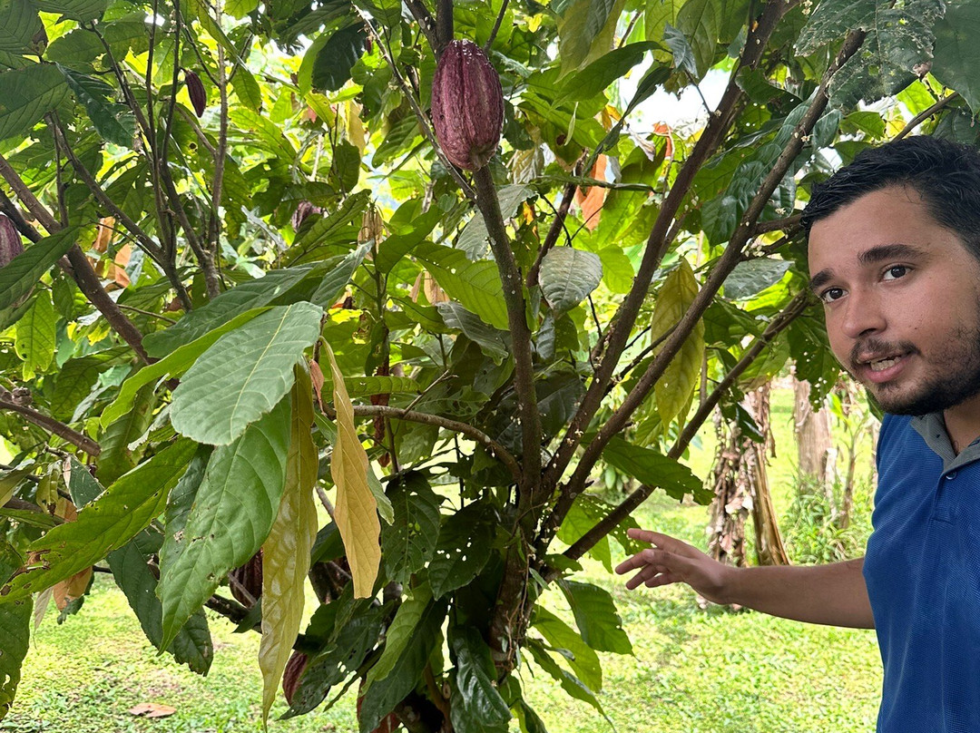 Cafe & Cacao Tour Bijagua-Bijagua de Upala必去景点