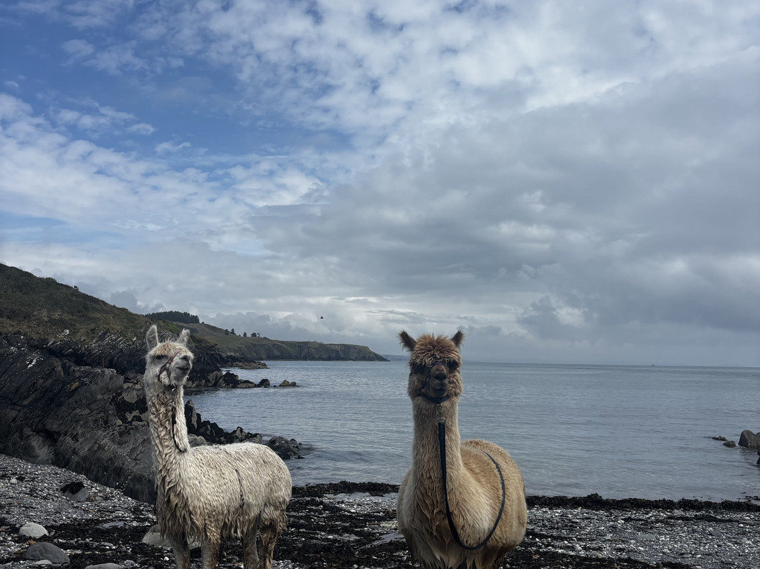 Seaside Alpacas West Cork-Union Hall必去景点
