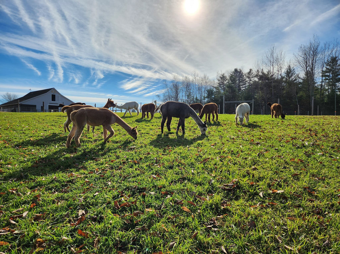 Northern Solstice Alpaca Farm-Unity必去景点