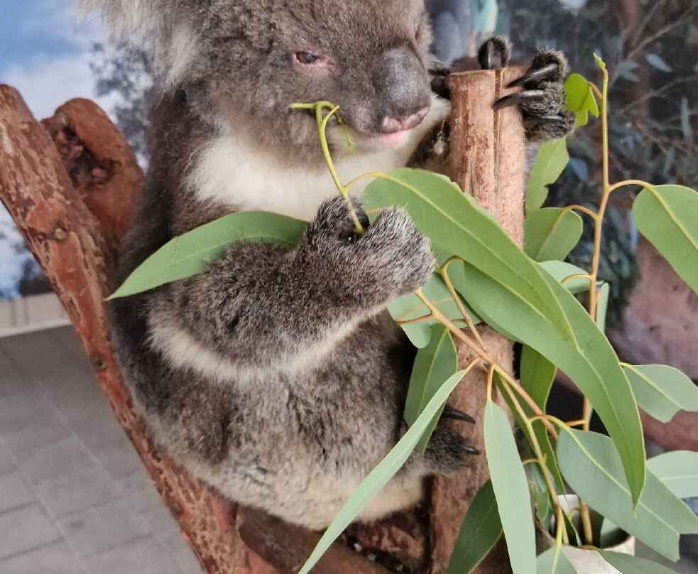 Caversham Wildlife Park-怀特曼 必去景点