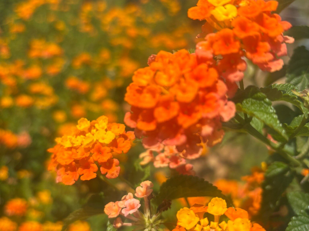 Cyherbia Botanical Park-Avgorou必去景点