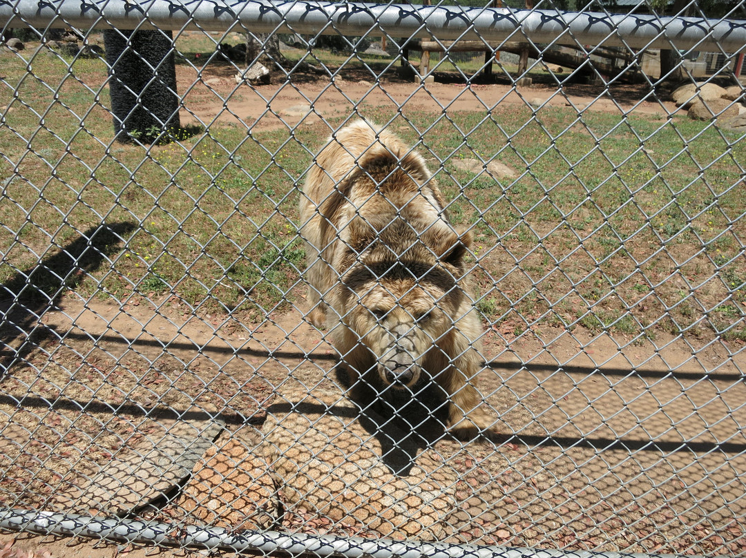 Lions, Tigers & Bears-Alpine必去景点