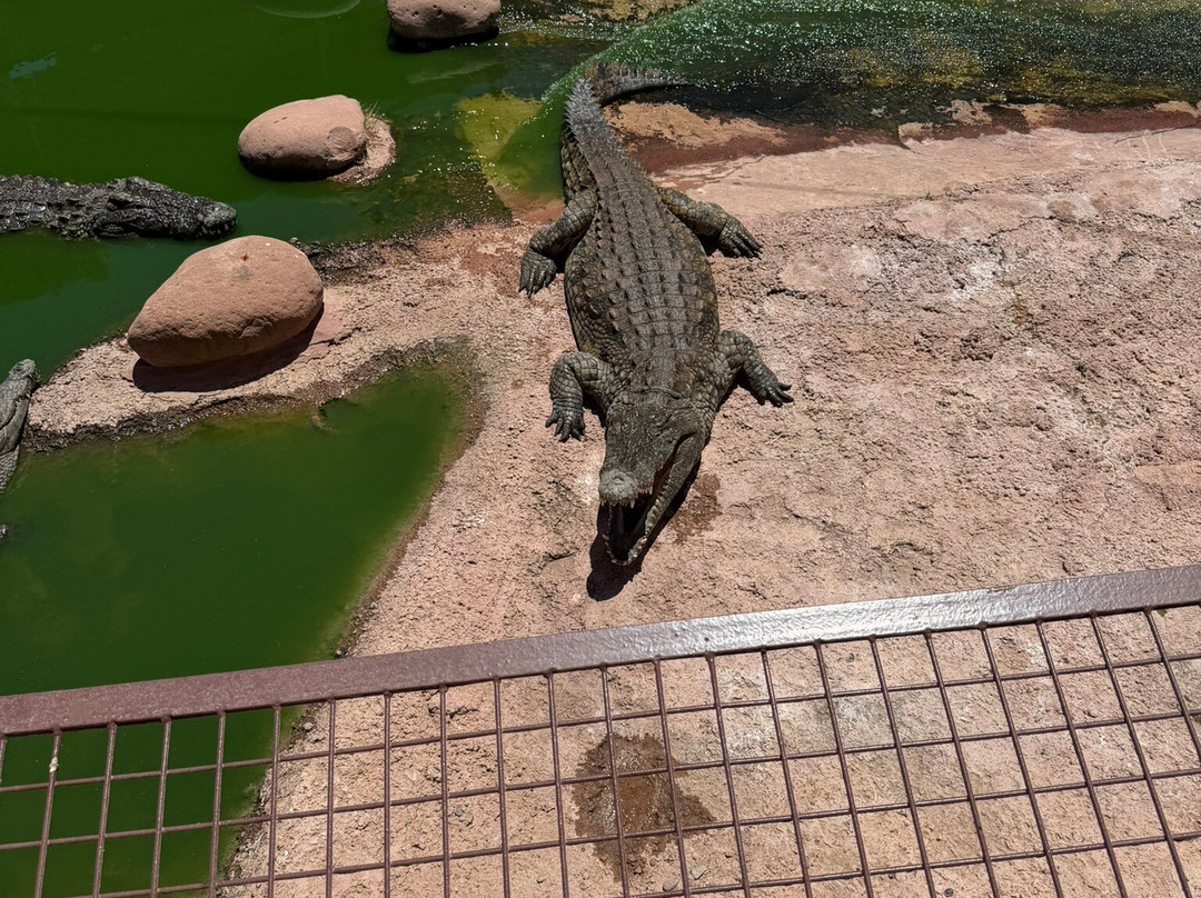 Crocoparc-阿加迪尔必去景点