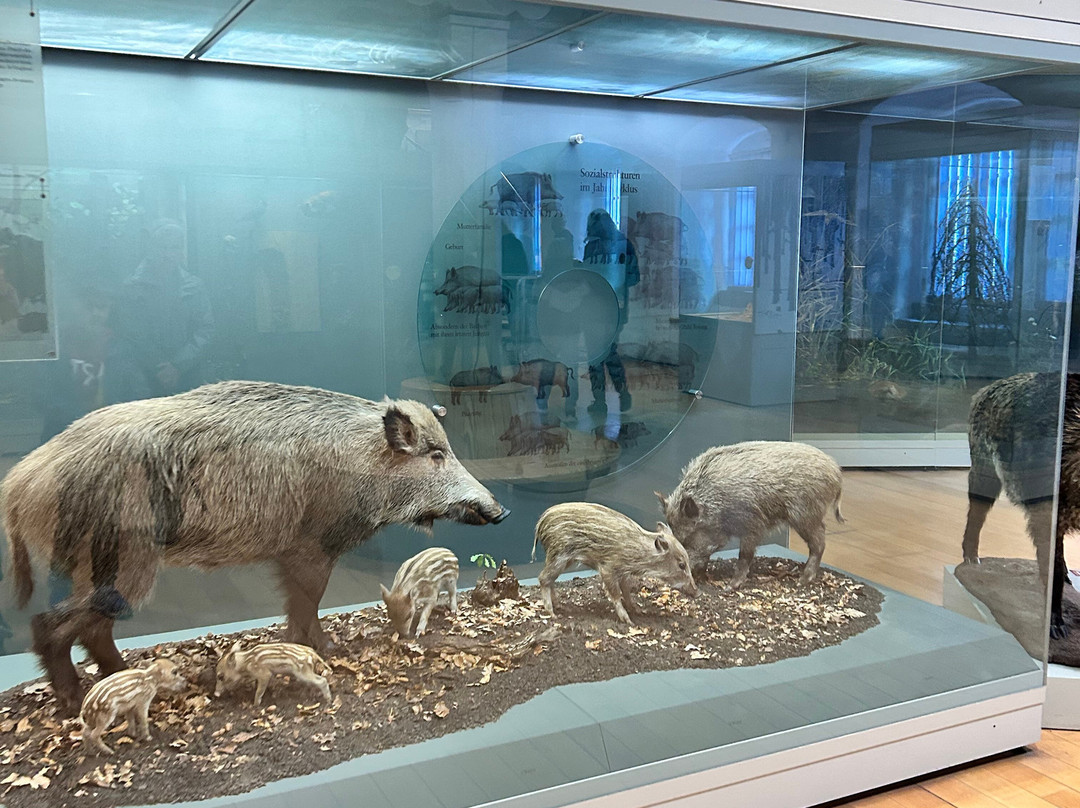 Naturkundemuseum-爱尔福特必去景点