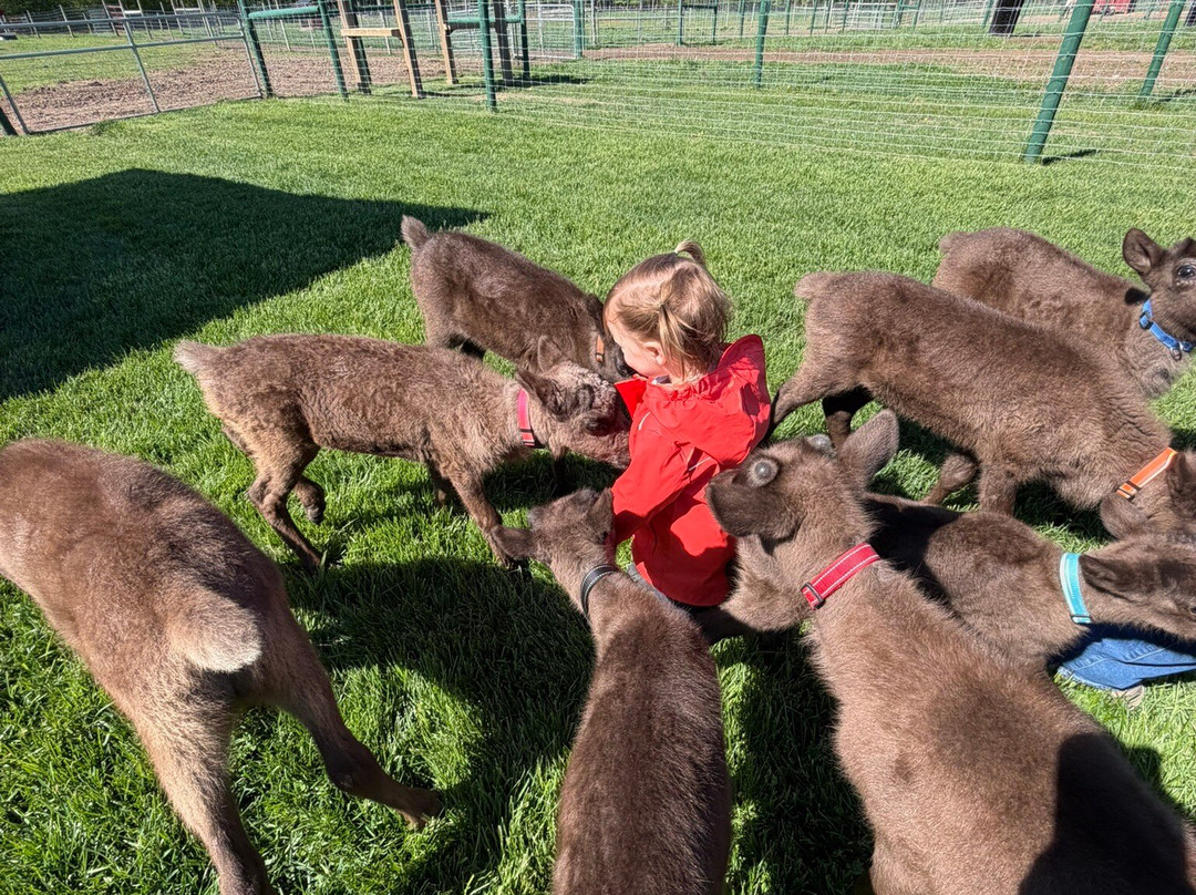 Rooftop Landing Reindeer Farm-Clare必去景点