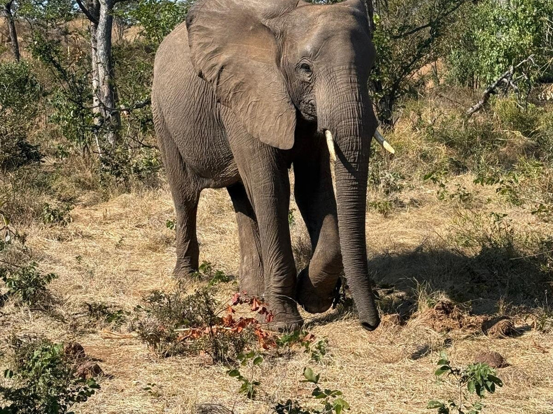 Wild Horizons Elephant Sanctuary-维多利亚瀑布必去景点