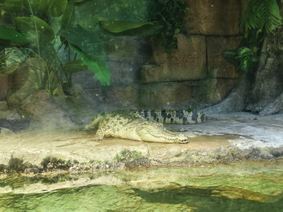 Angkor Wildlife & Aquarium-暹粒必去景点