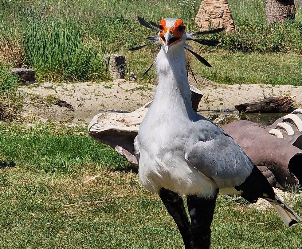 Hawk Conservancy Trust Bird of Prey Centre-Andover必去景点