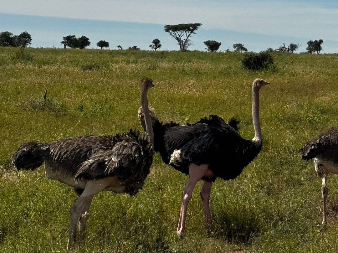 Tazama Africa Tours and Safari-阿鲁沙国家公园必去景点