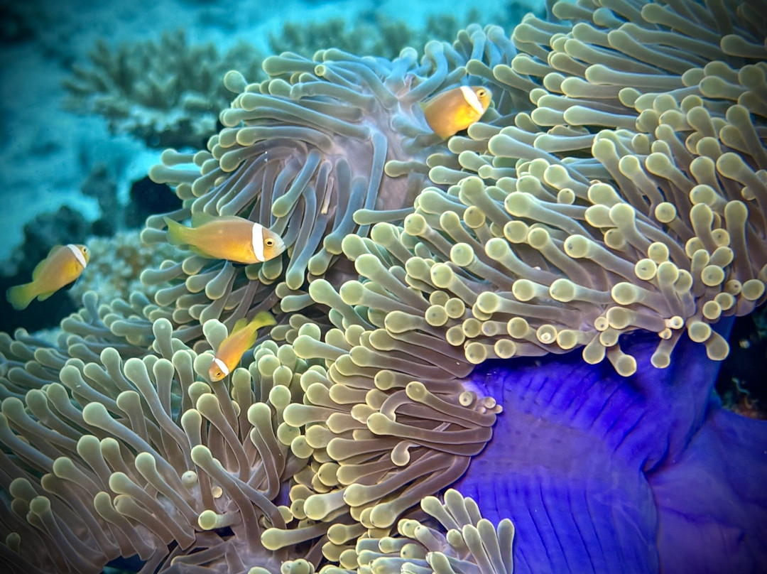 Pelagic Divers Fuvahmulah-Fuvahmulah必去景点