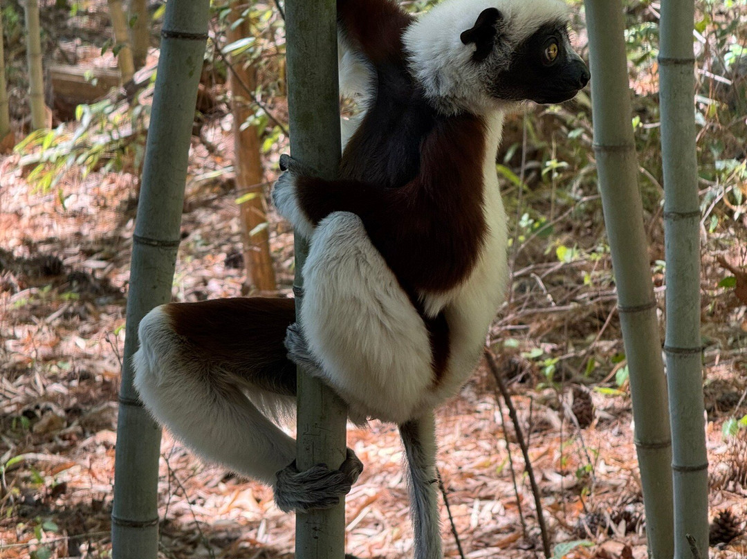 Duke Lemur Center-达勒姆必去景点