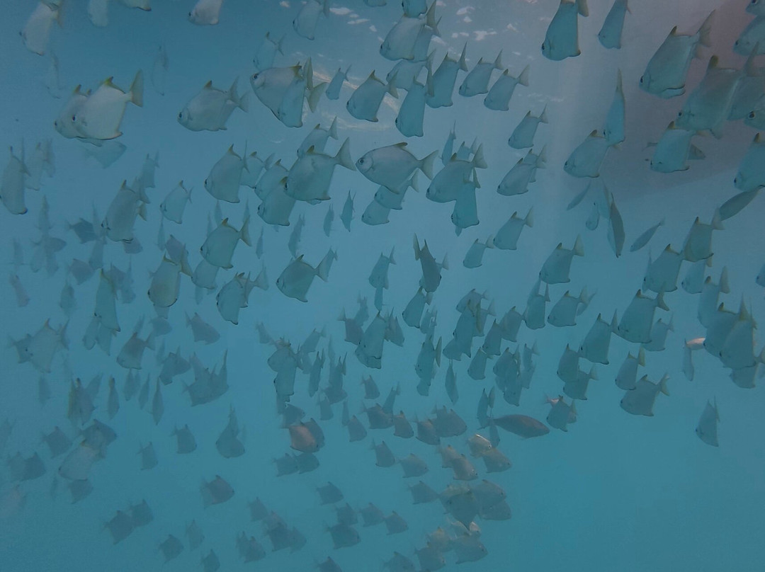 Orca Dive Club Safaga-Safaga必去景点