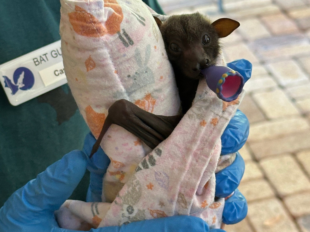 The Bat Hospital Visitor Centre- 阿瑟顿必去景点