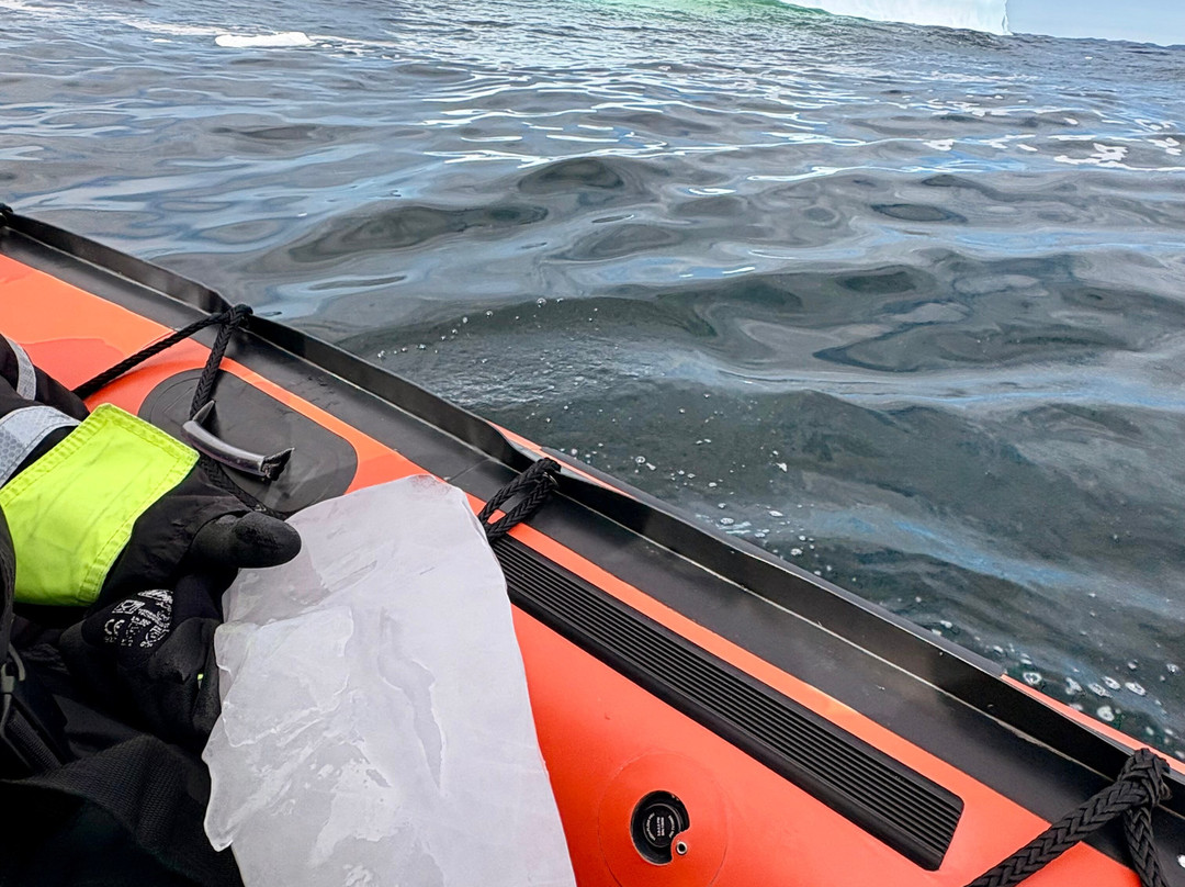 Discovery Sea Adventures-Bonavista必去景点