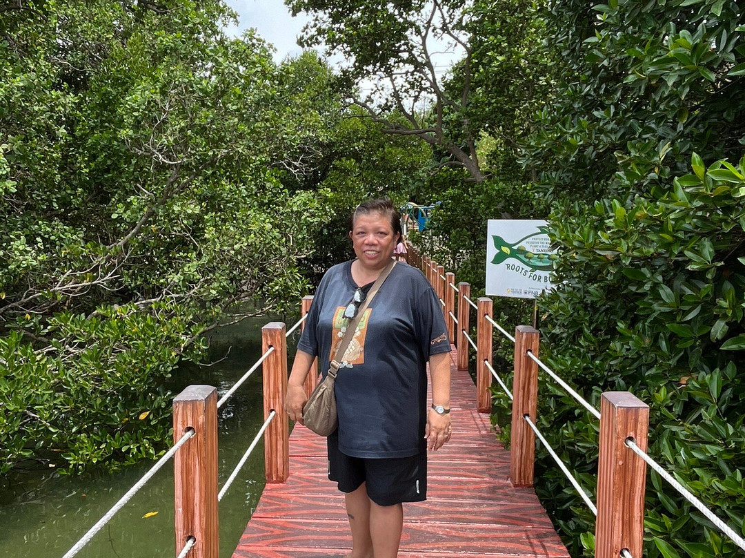 Mangrove Nursery-长滩岛必去景点