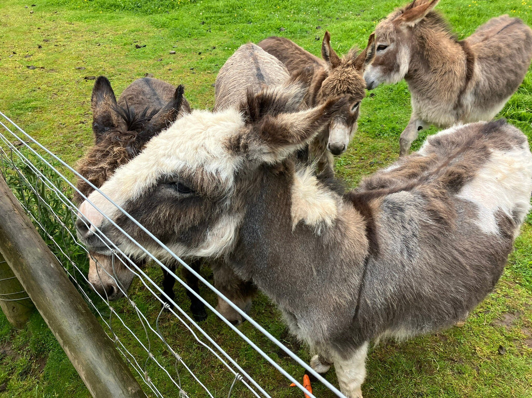Balnuith Alpacas-敦提必去景点