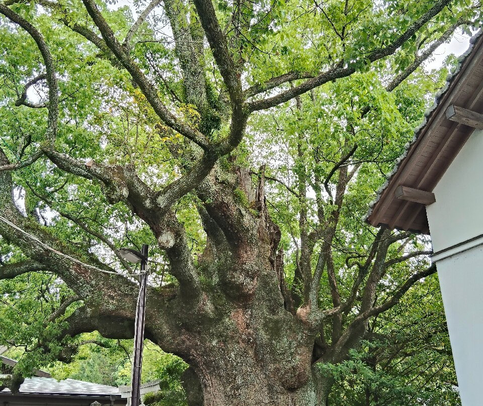 Tokei Shrine-田边市必去景点