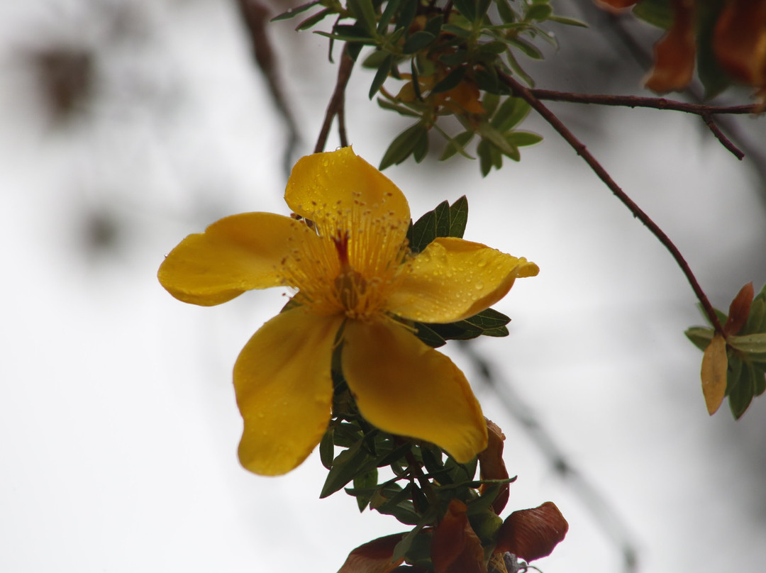 Bale Mountains National Park-Goba必去景点