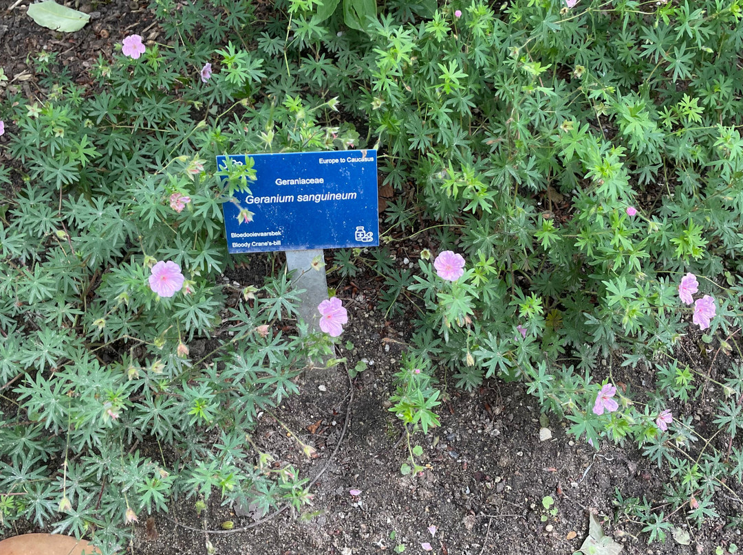 TU Delft Hortus Botanicus-代尔夫特必去景点
