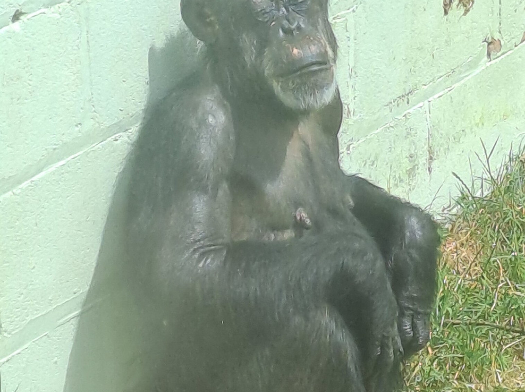 Welsh Mountain Zoo-科尔温湾必去景点