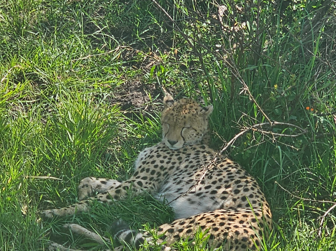 Super Africa Wildlife And Adventure Safaris-Kisii必去景点