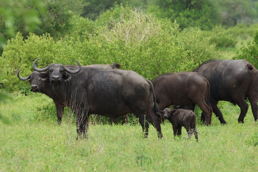 Tarangire National Park-塔兰吉雷国家公园必去景点