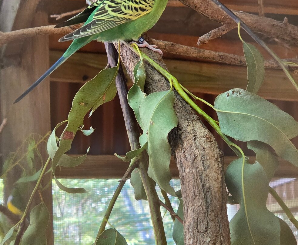 Billabong Sanctuary-汤斯维尔必去景点