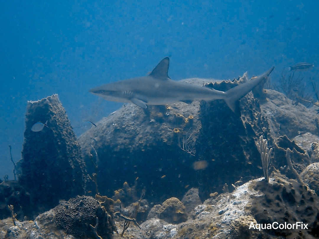 Sea Saba Dive Center-Windwardside必去景点
