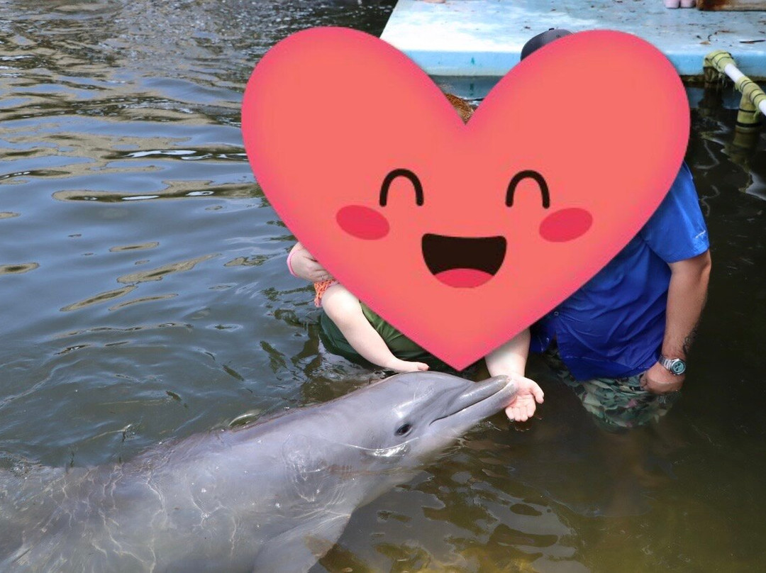 Dolphin Research Center-Grassy Key必去景点