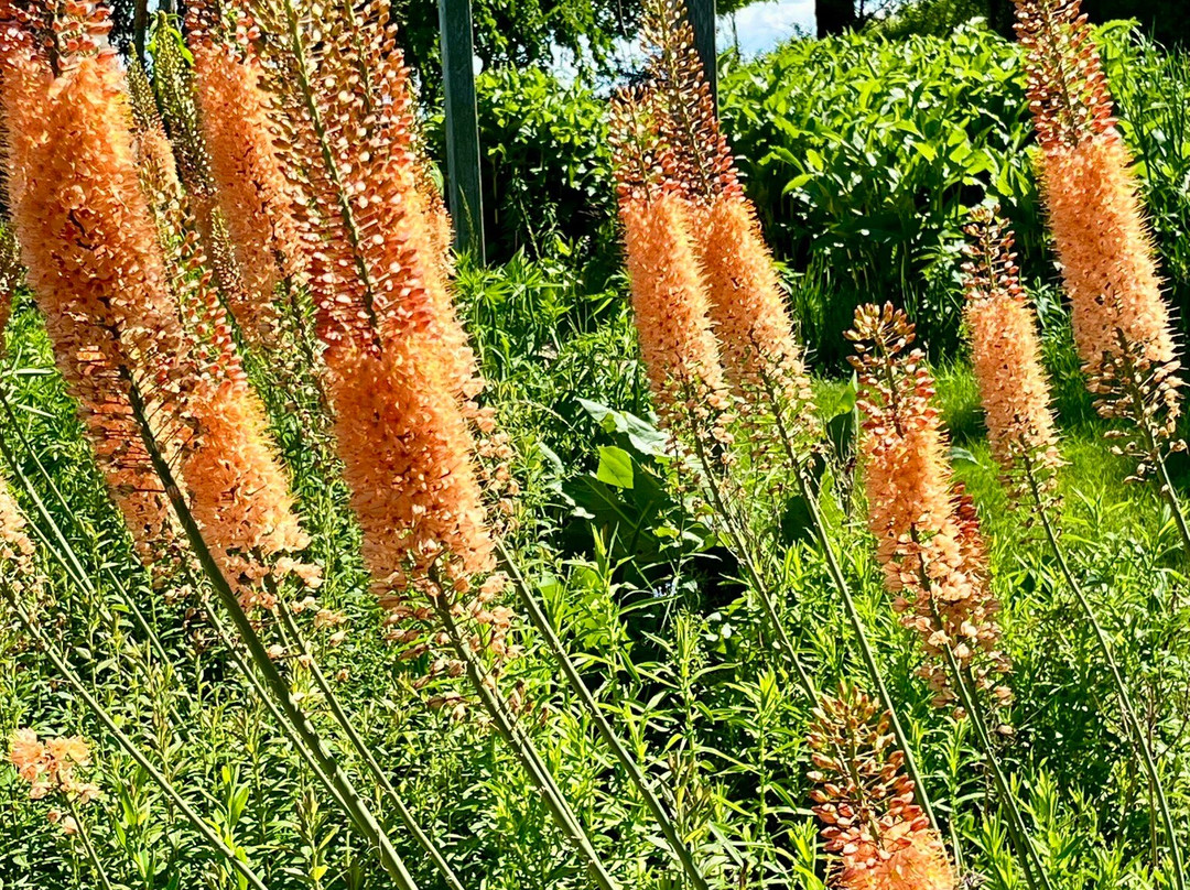 The Botanic Garden-特拉弗斯城必去景点