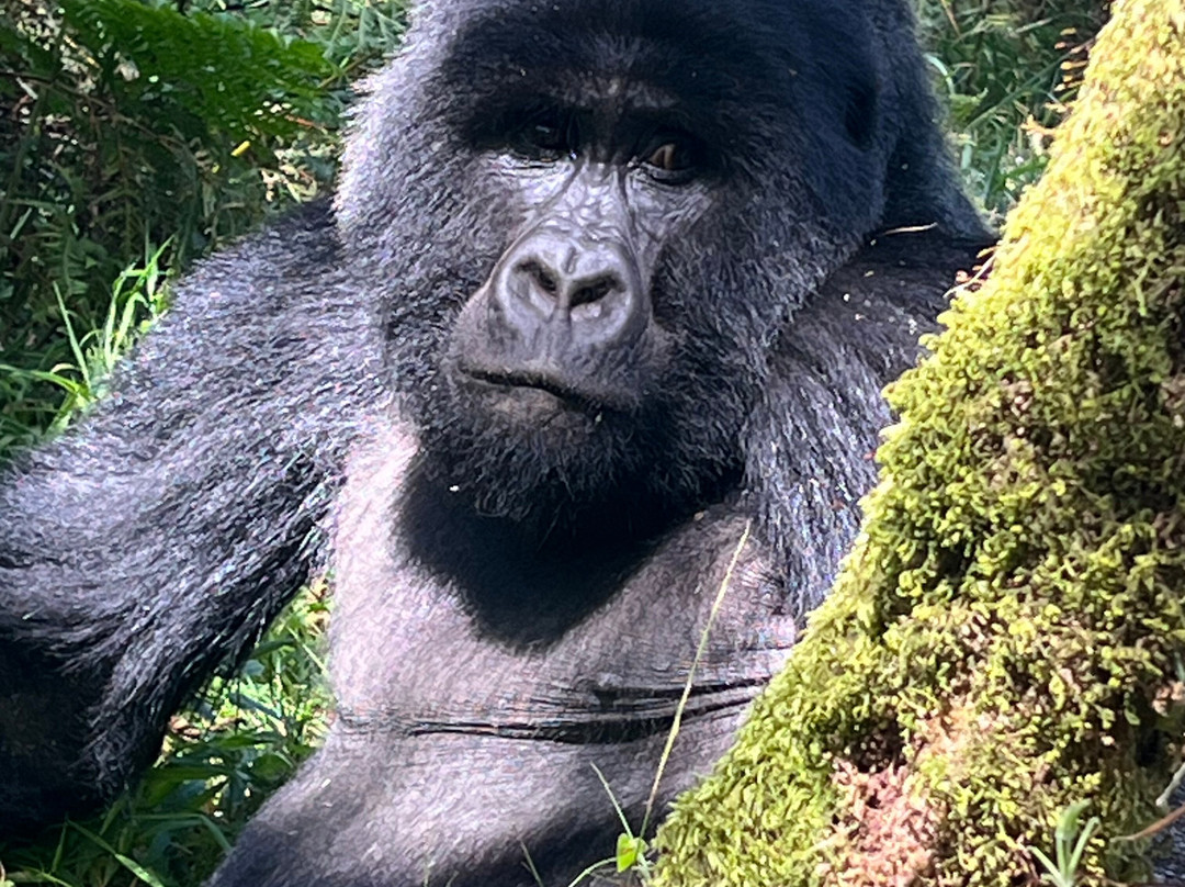 Nkuringo Safaris-布恩迪难以穿越的国家公园必去景点