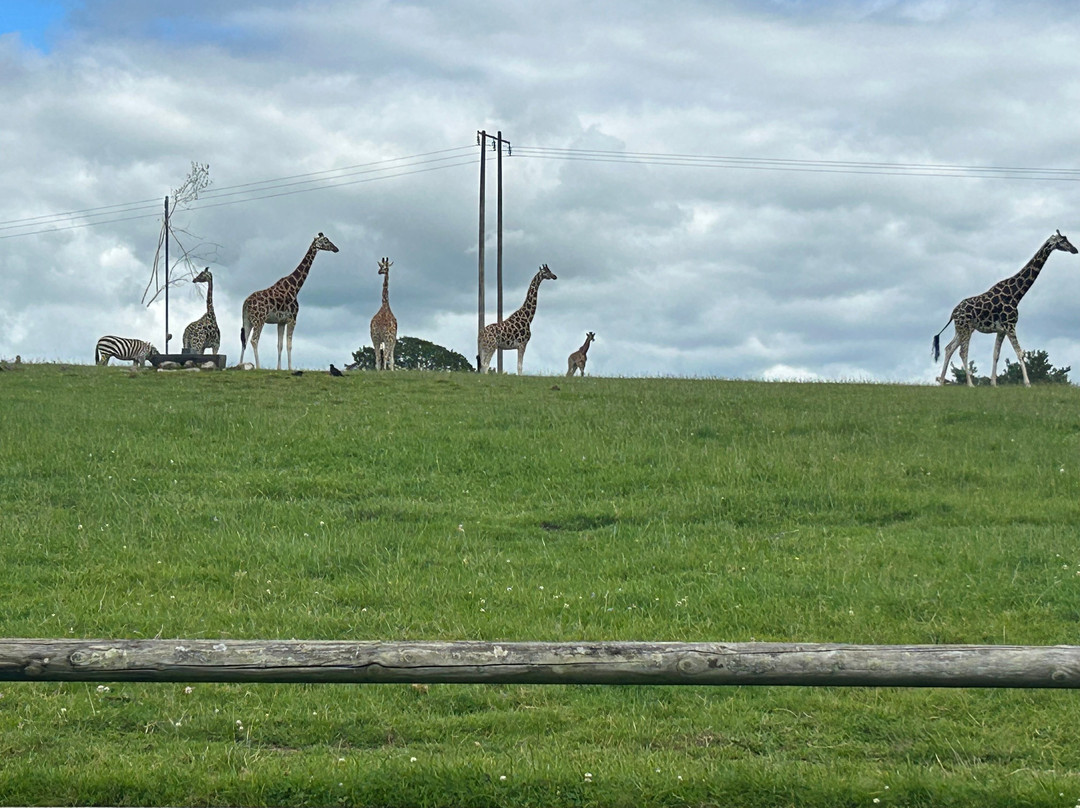 Fota Wildlife Park-Carrigtwohill必去景点