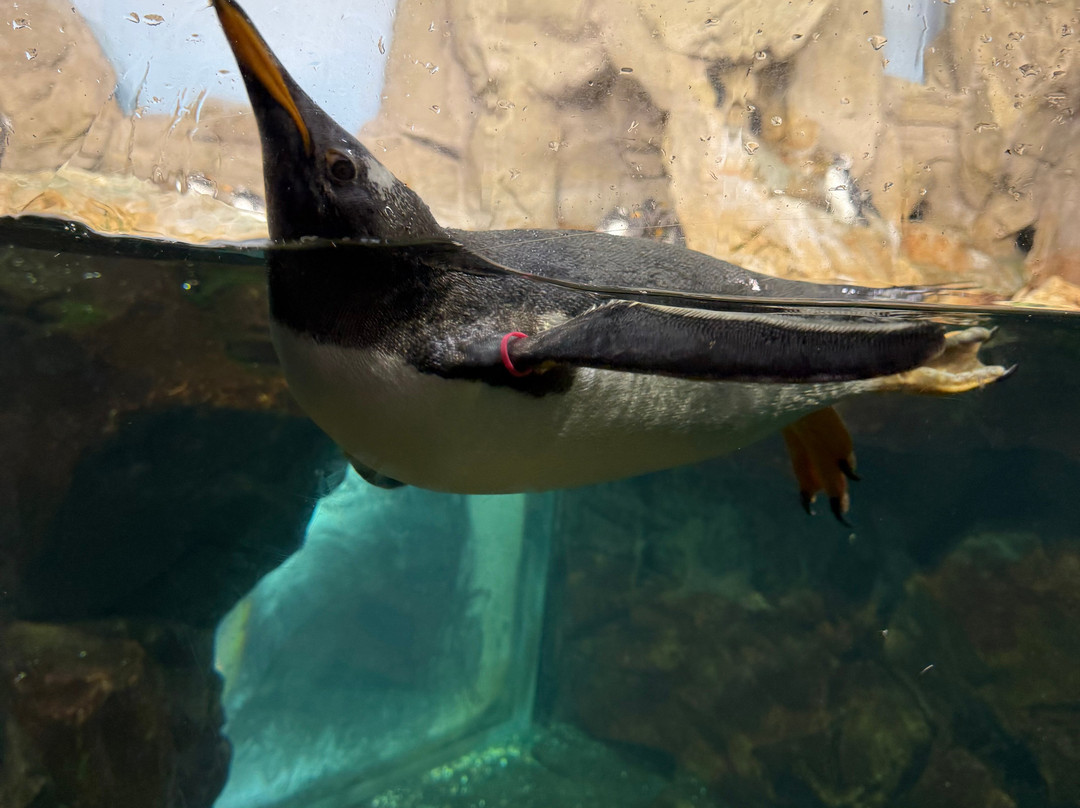 热那亚水族馆-热那亚必去景点