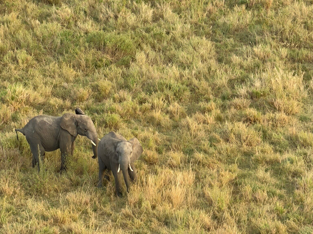 Serengeti Balloon Safaris-塞伦盖蒂国家公园必去景点