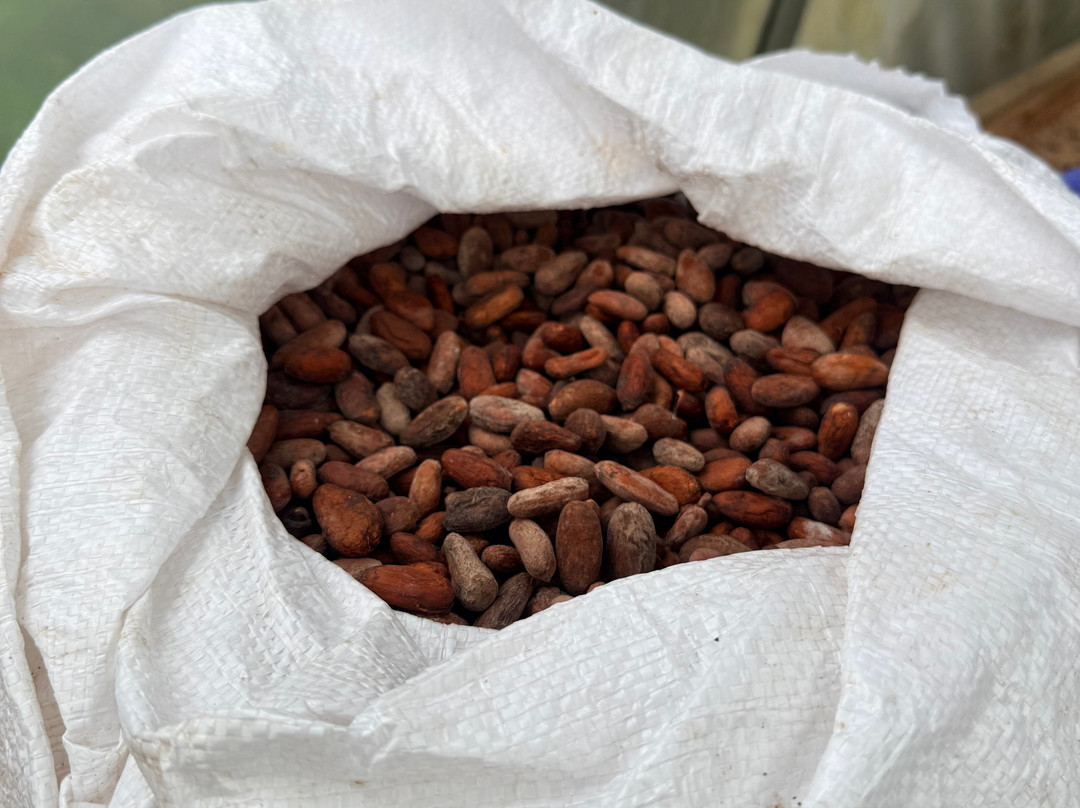 Cafe & Cacao Tour Bijagua-Bijagua de Upala必去景点