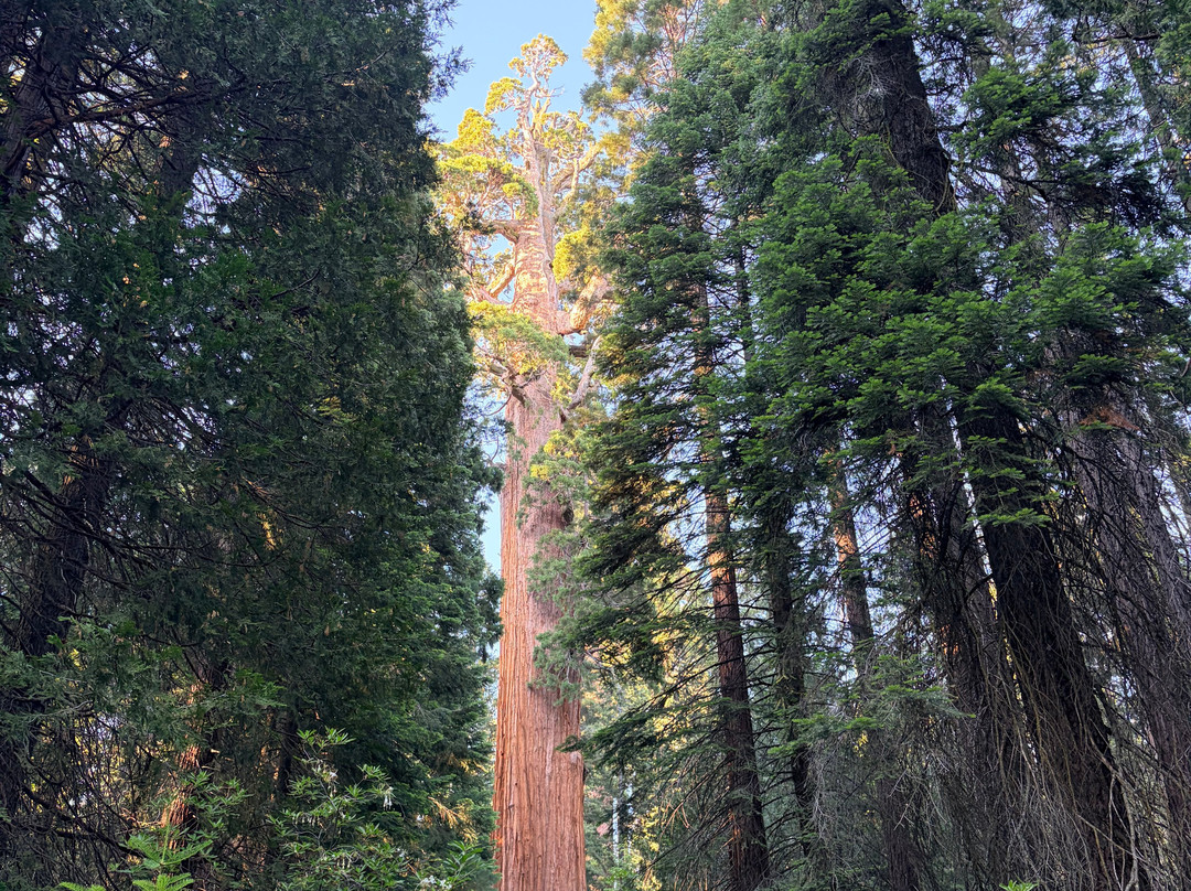 General Grant Tree Trail-红杉&国王峡谷国家公园必去景点