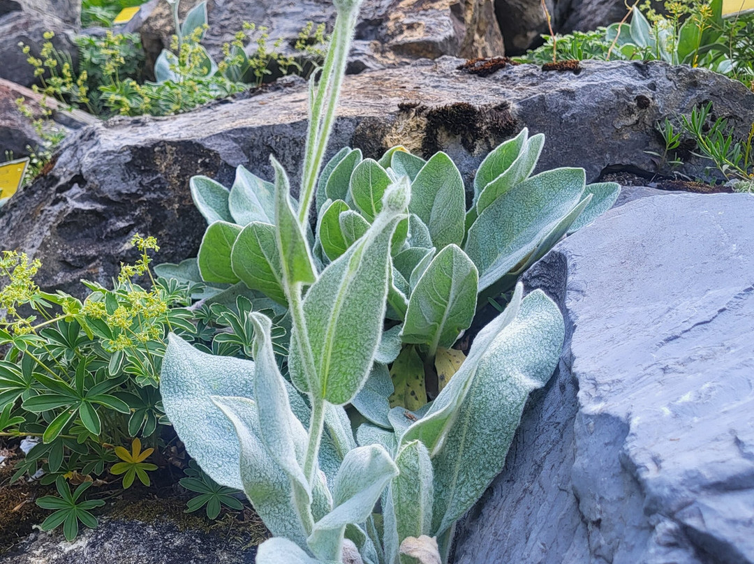 Giardino Botanico Valderia-Valdieri必去景点