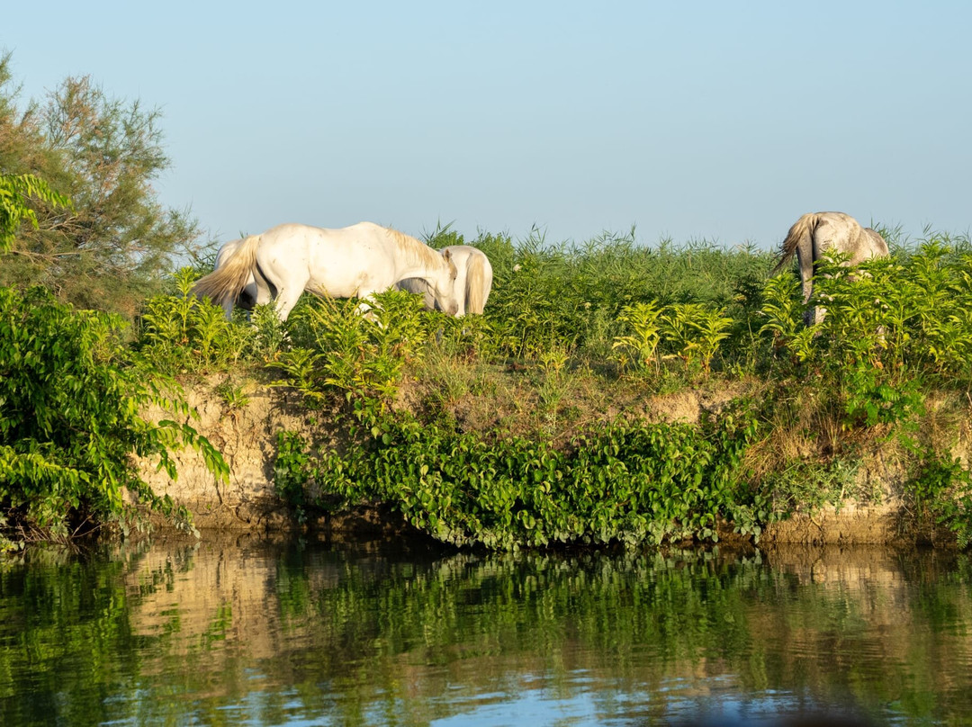Houseboat Camargue-Saint-Gilles必去景点