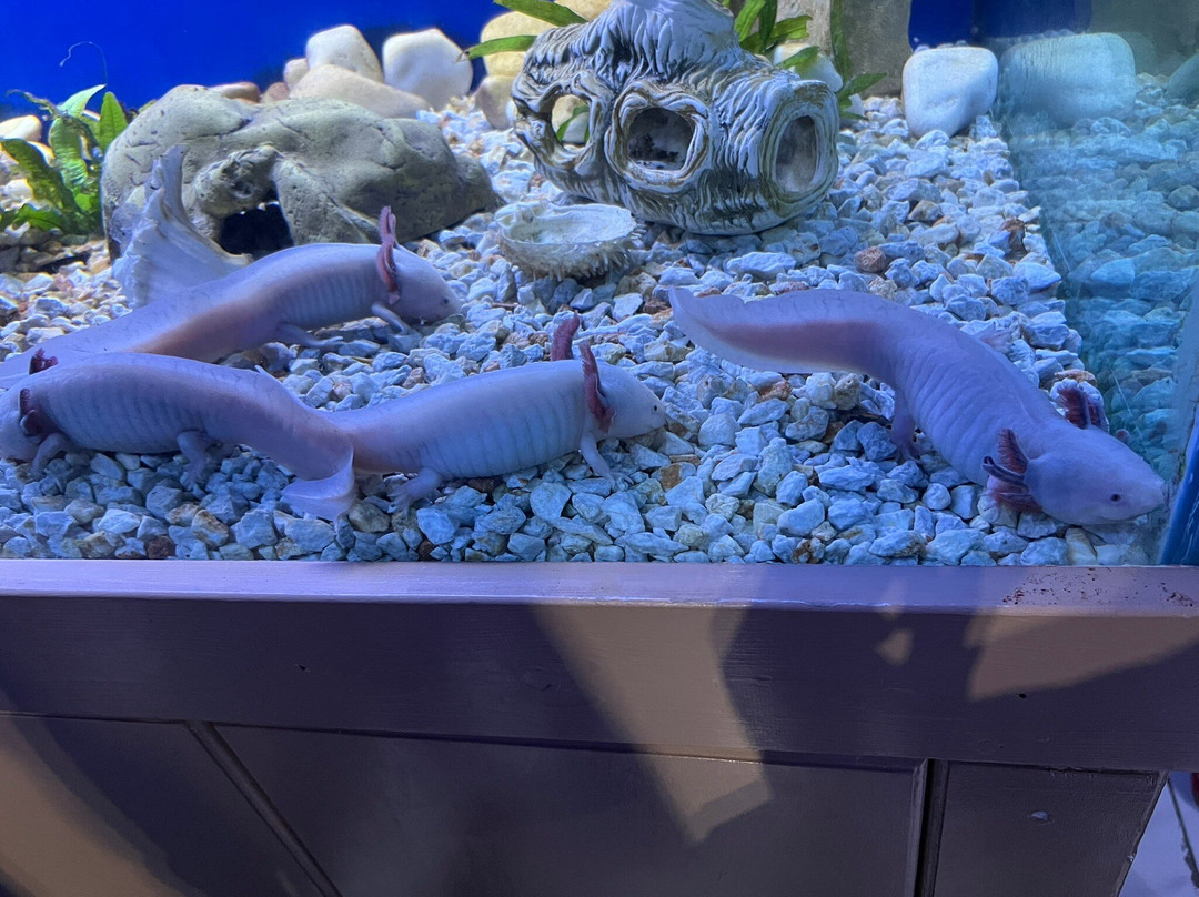 Aquaworld Aquarium & Reptile Rescue Centre-赫索尼索斯必去景点