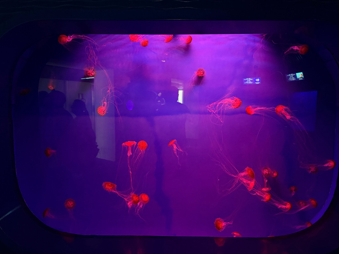 热那亚水族馆-热那亚必去景点