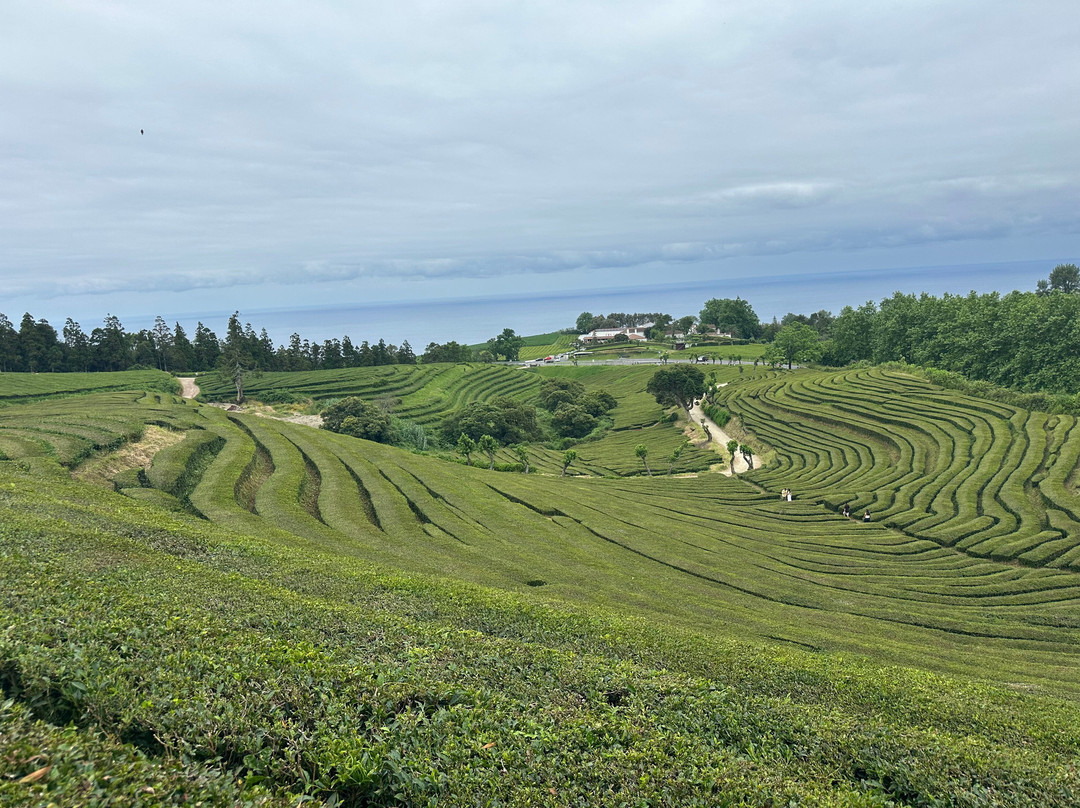 Plantações de Chá Gorreana-Maia必去景点