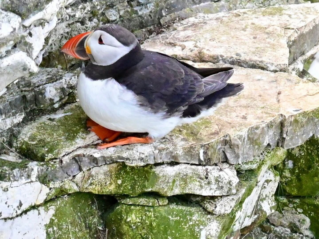 FLamborough Outer Headland-Flamborough必去景点