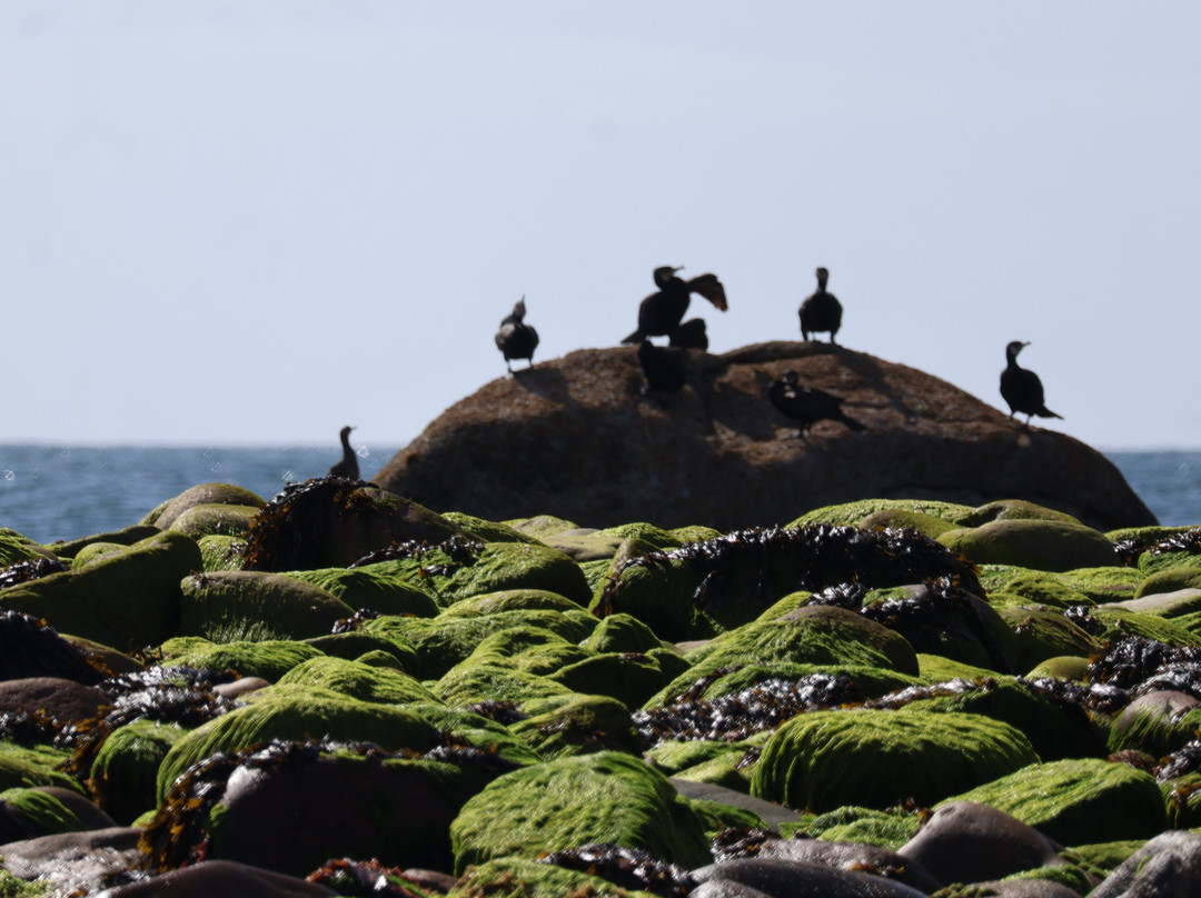 Saltee Islands-Kilmore Quay必去景点