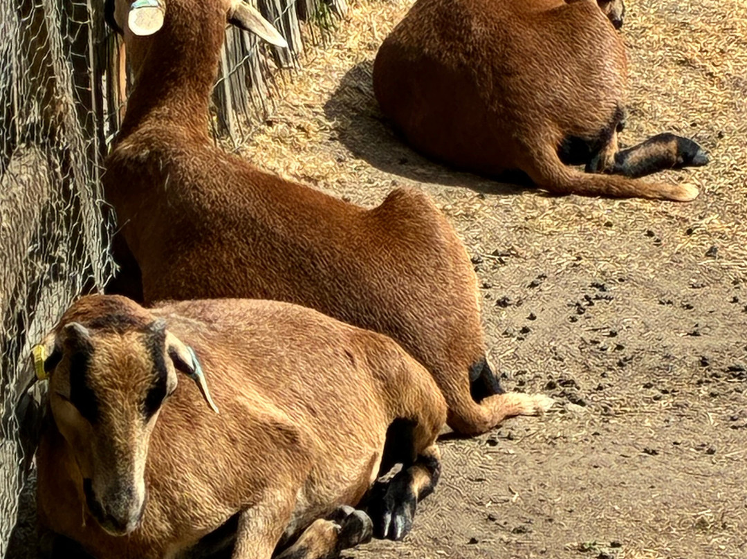 Askham Bryan Wildlife & Conservation Park-约克必去景点